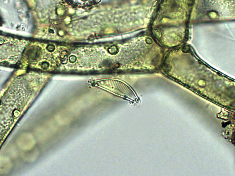 Prima alga osservata